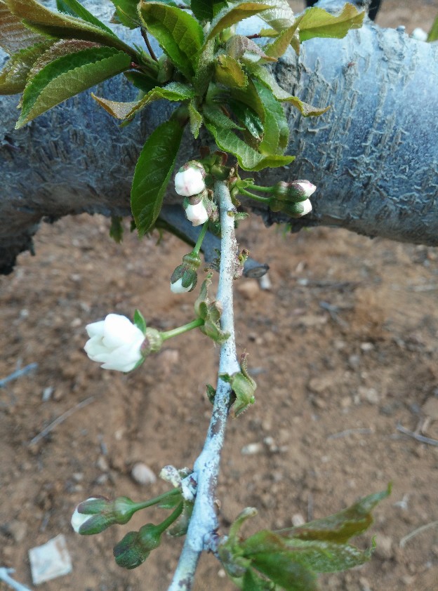 樱桃花开了，大樱桃还会远吗？